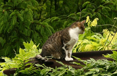 25 métert zuhanva kútba esett egy macska -  túlélte