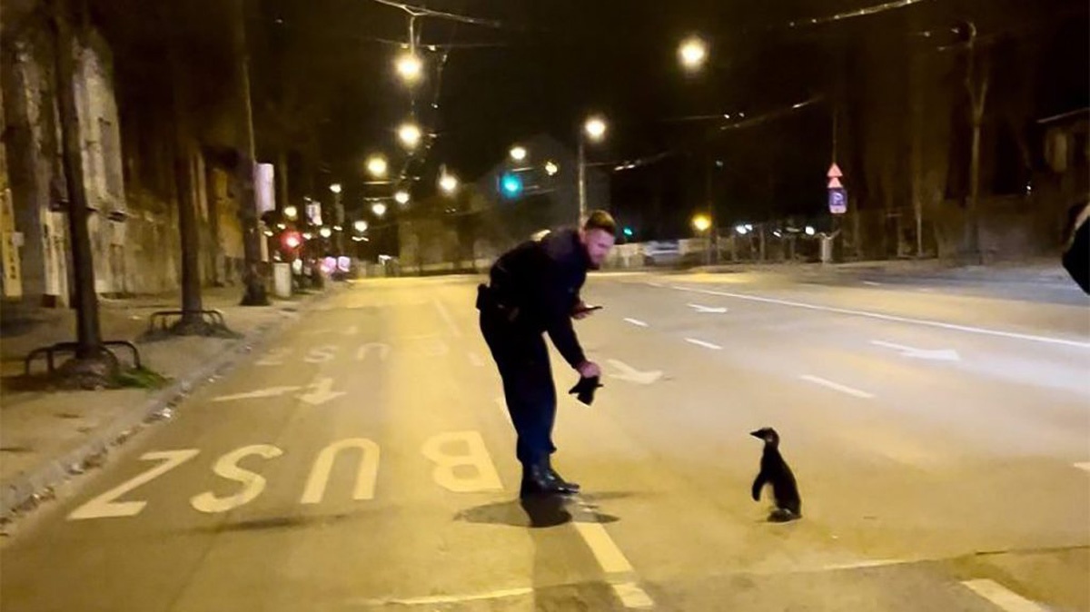 Pingvin az utcán